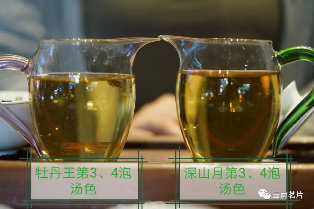 云南老树白茶和福鼎白茶有何区别？（100%干货）