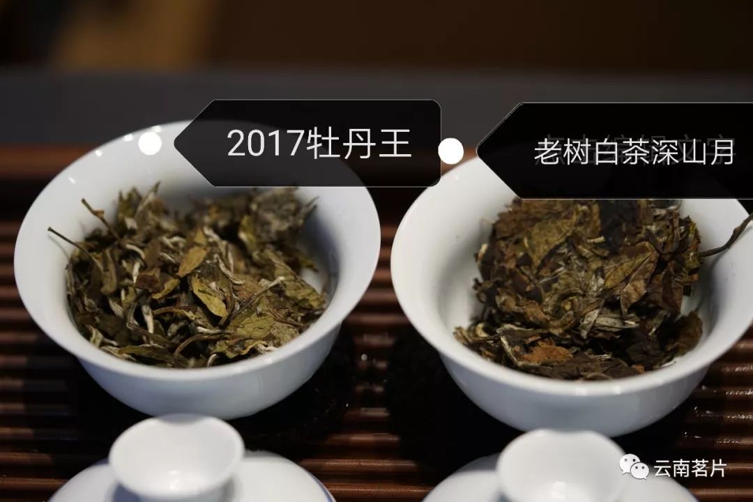 云南老树白茶和福鼎白茶有何区别？（100%干货）