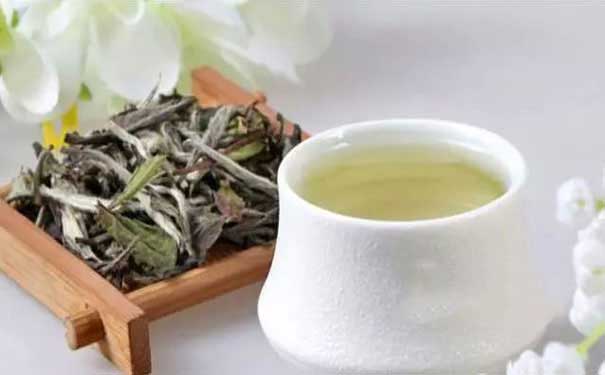 白茶微博白茶种植技术