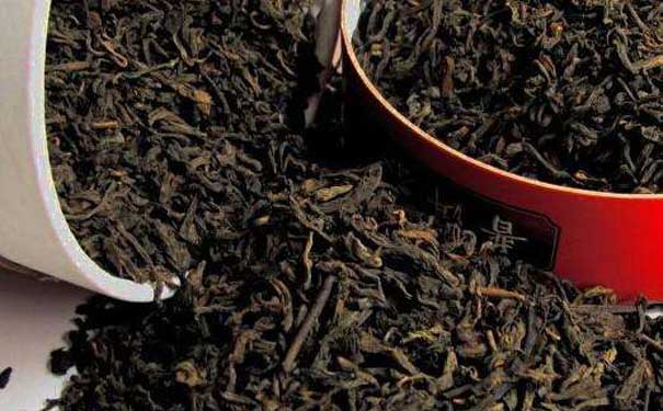 普洱茶古树茶普洱茶栽培技术