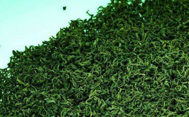 青岛劳山绿茶崂山绿茶采摘分级