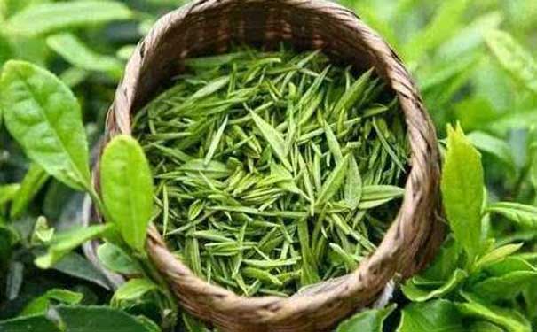 绿茶是什么古丈毛尖历史发展