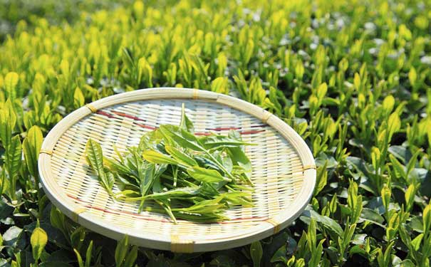 哪里的绿茶最好黄竹白毫制作工序