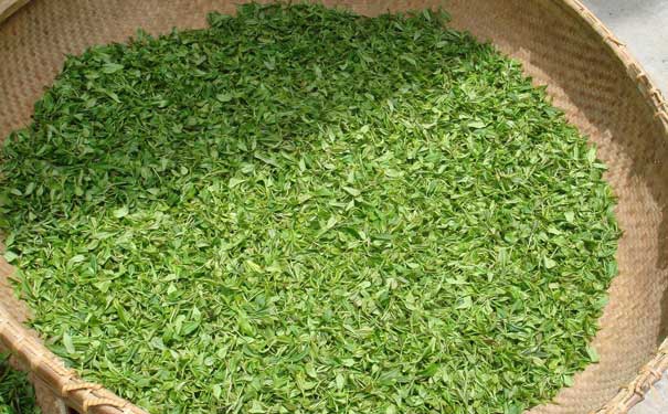 绿茶包括哪些品种鸠坑毛尖制作工序