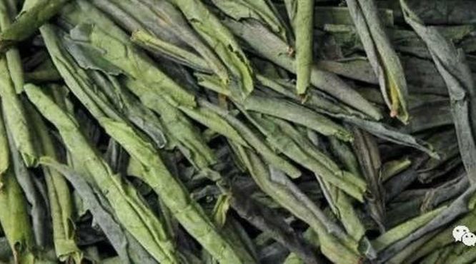 郭子涵·学茶：初识六安瓜片-扁片形特种绿茶
