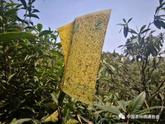 地产碧螺春茶今天正式开采最高价16000元/斤