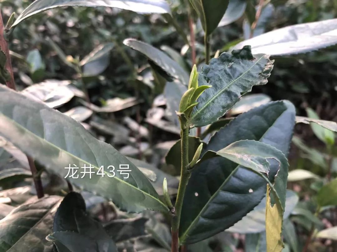 2019年安吉白茶开采前记录（3月4日）