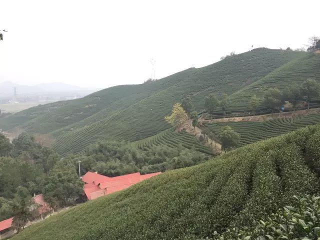 2019年安吉白茶开采前记录（3月1日）