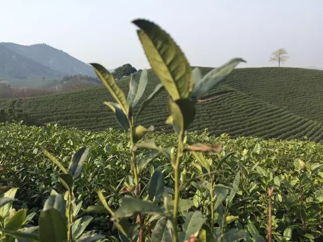 2019年安吉白茶开采前记录（3月1日）