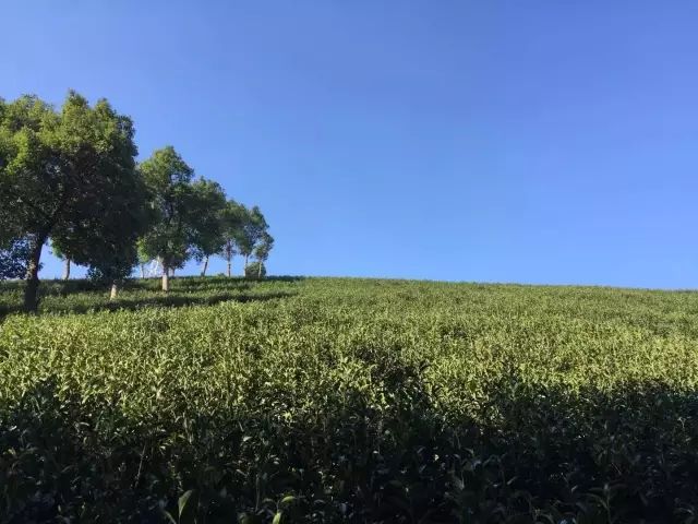 2019年安吉白茶开采前记录（3月2日）