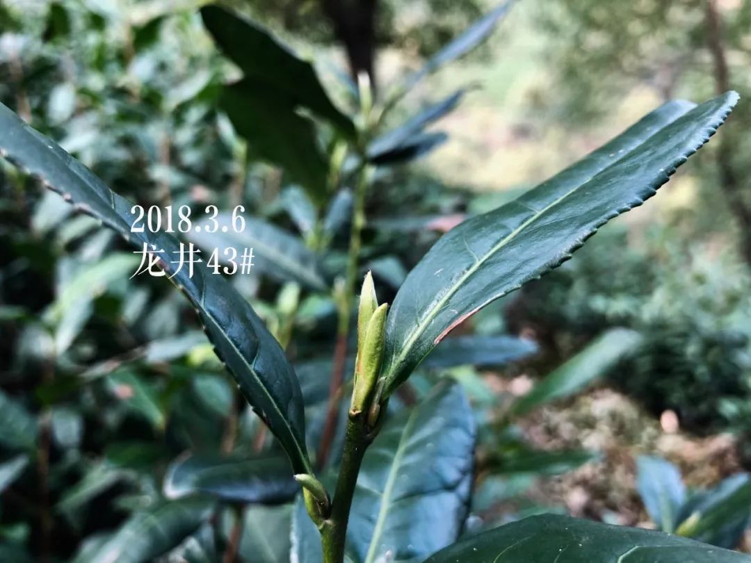 2019年安吉白茶开采前记录（3月6日）
