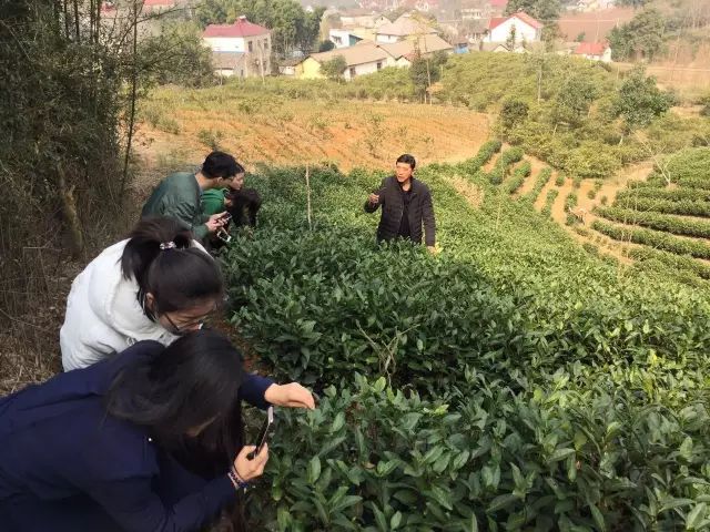 2019年安吉白茶开采前记录（3月6日）