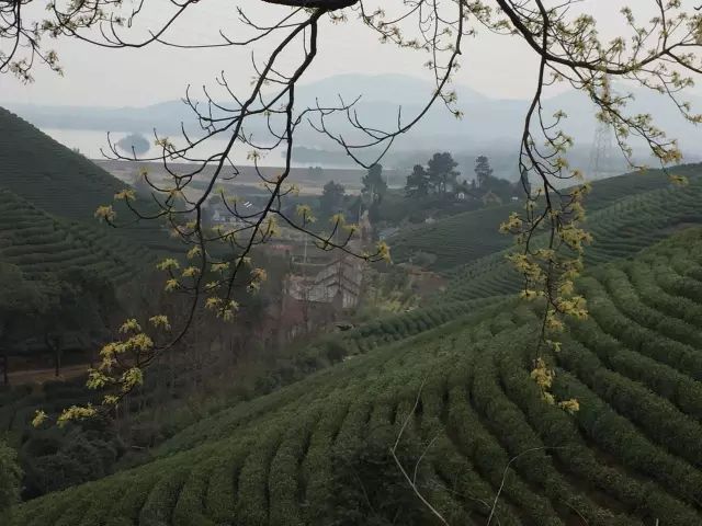 2019年安吉白茶开采前记录（3月5日）