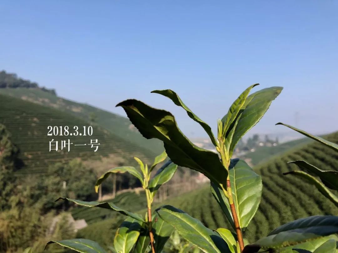 2019年安吉白茶开采前记录（3月10日）