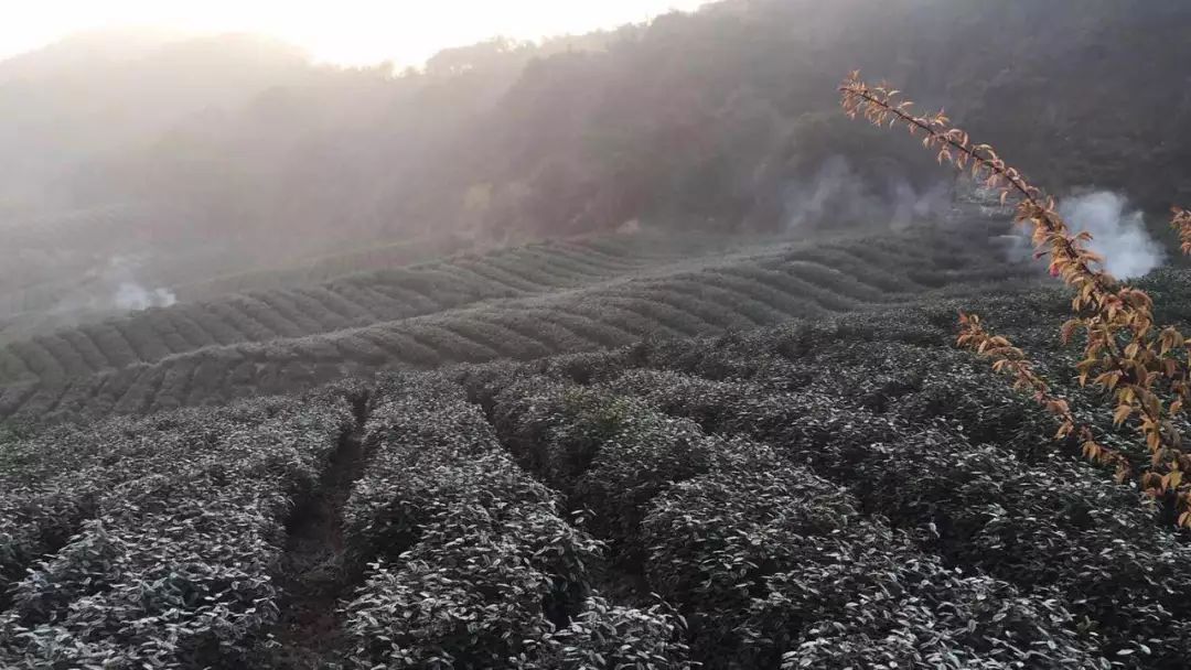 2019年安吉白茶开采前记录（3月10日）