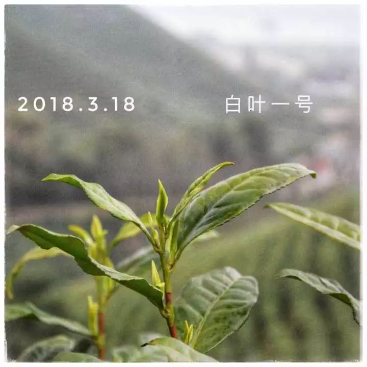 2019年安吉白茶开采前记录