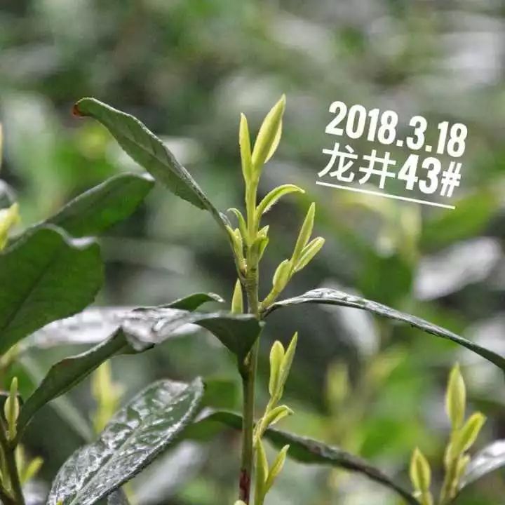 2019年安吉白茶开采前记录