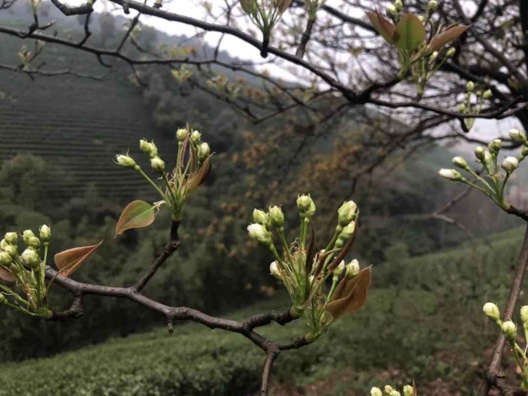 2019年安吉白茶开采前记录（3月21日）