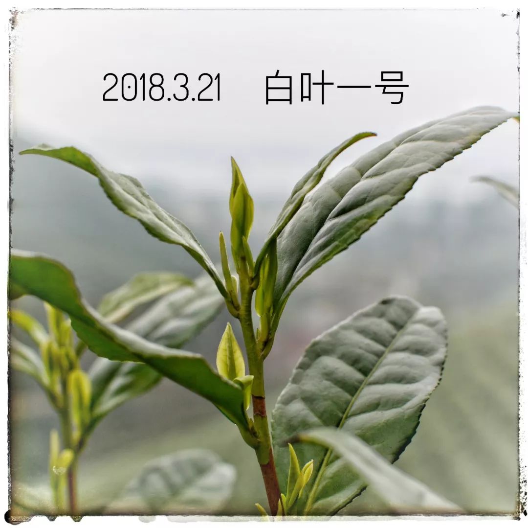 2019年安吉白茶开采前记录（3月21日）
