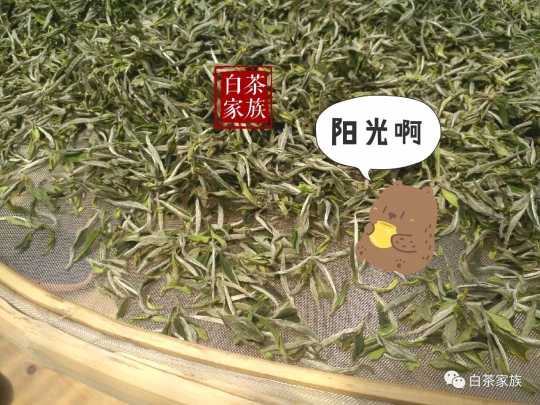 【道听途说系列（九）】安吉白茶就是白茶？买就完了！