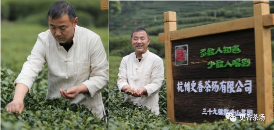 西湖龙井春茶头采为什么营养价值高？