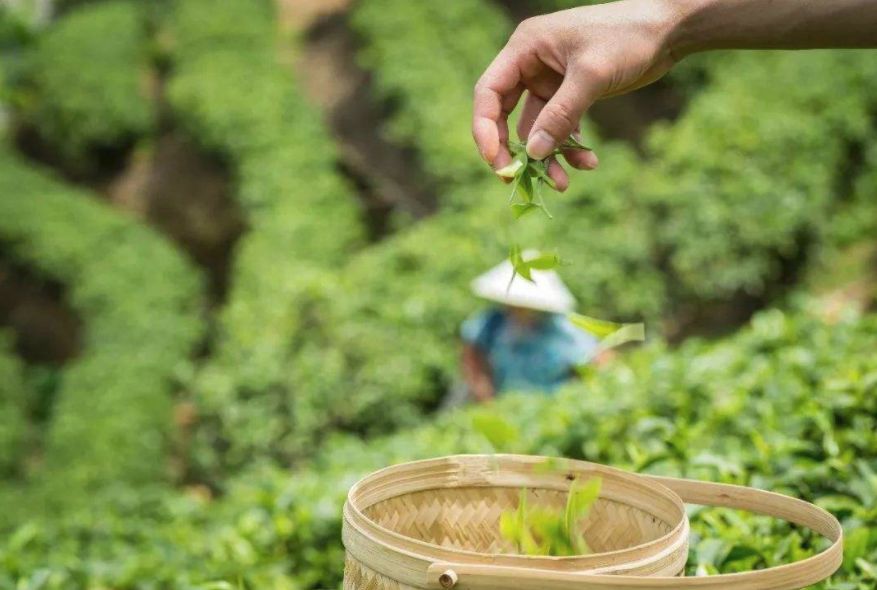 北京春茶采购节预定“双茗会”猴魁、毛峰一展黄山春茶风采