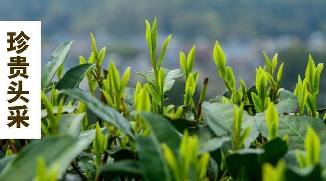 西湖龙井茶未解之谜六：头采茶珍贵的秘密，标准答案解析！