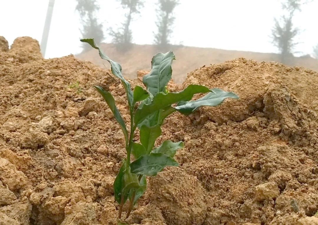 铁观音母树压苗第三代在日春科研基地种植