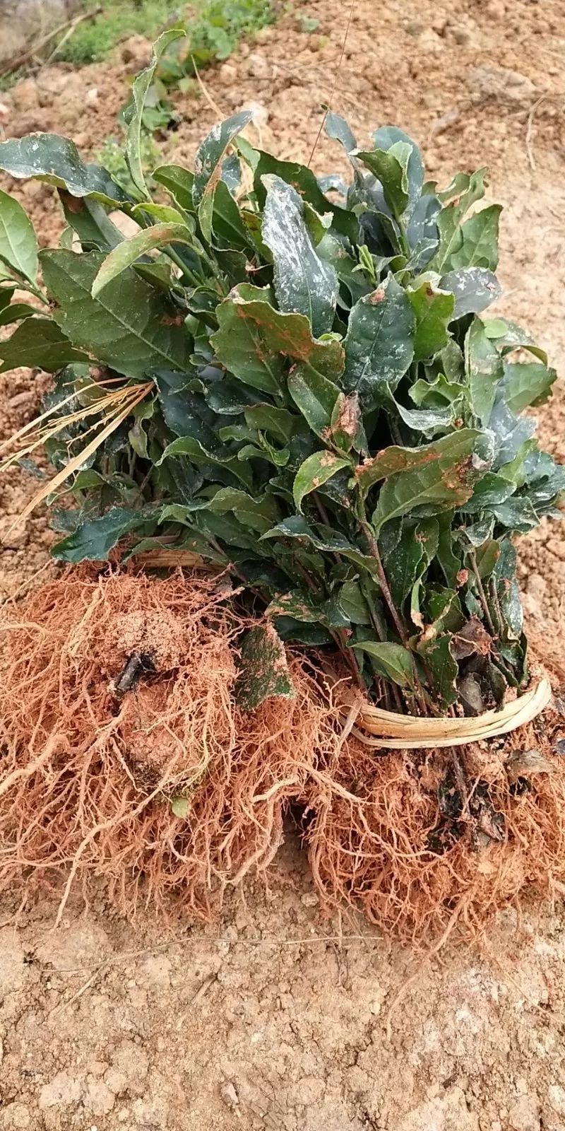 铁观音母树压苗第三代在日春科研基地种植