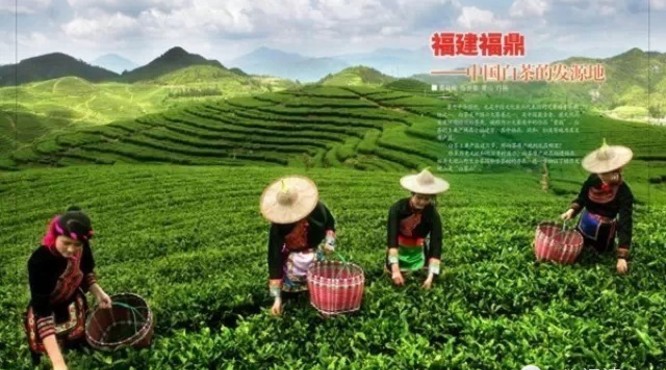 福建福鼎——中国白茶的发源地