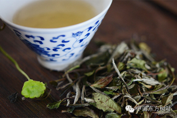 图说白茶制茶工艺（有阳光味道的白茶）