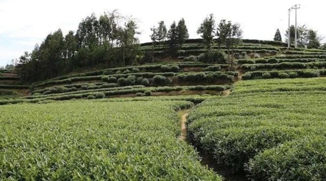 白茶产业2019年将围绕“大品类”积极变局