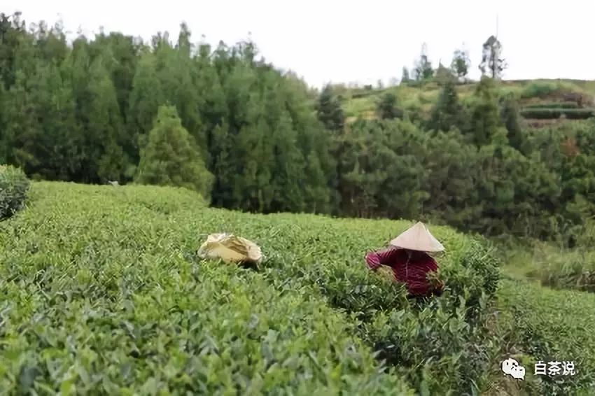 白茶产业2019年将围绕“大品类”积极变局
