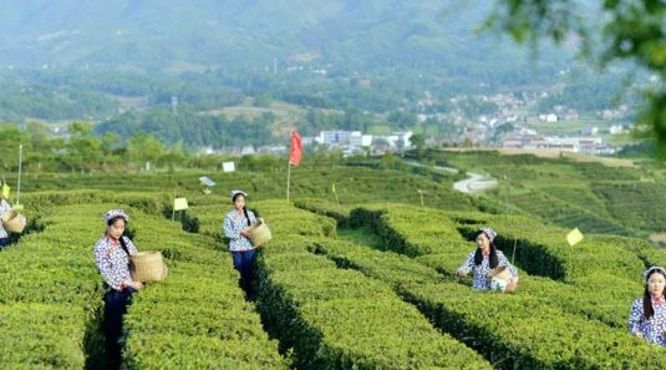 纬度最高的白茶产区诞生了！