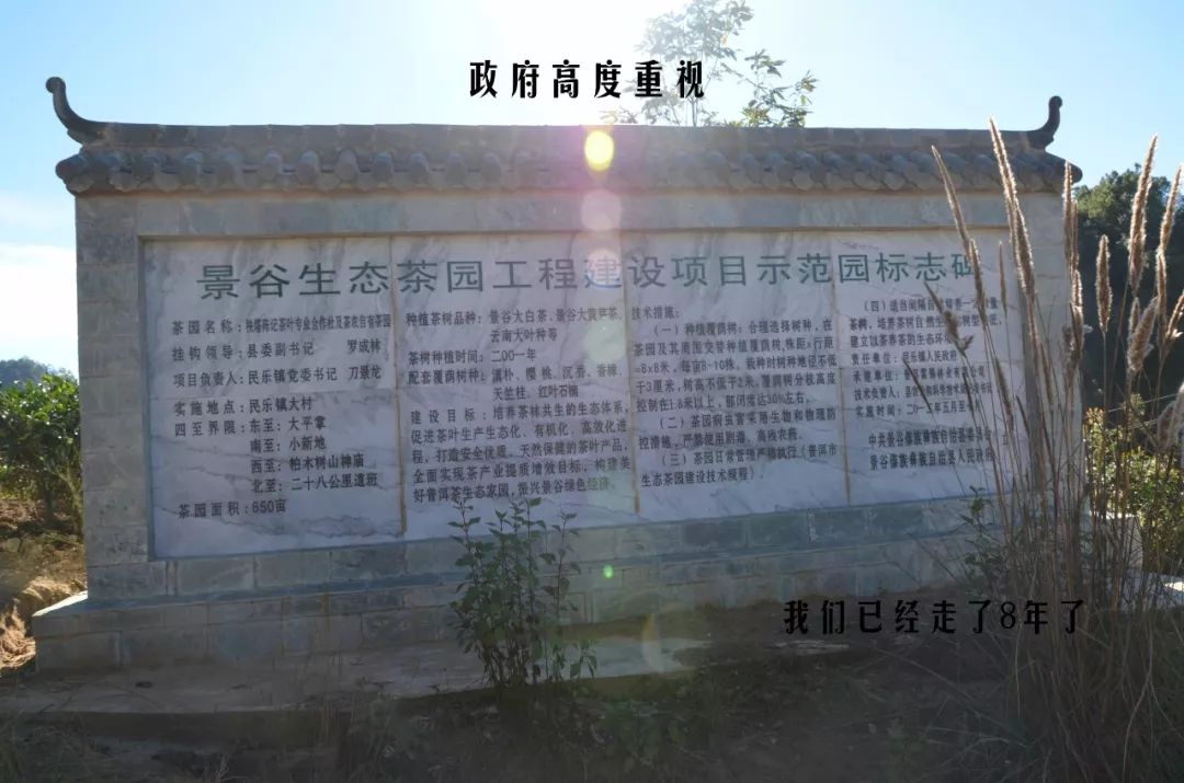云南景谷大白茶核心产区：秧塔村