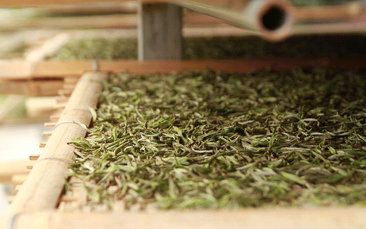 关于如何储存白茶:长期收藏白茶，是选择散茶，还是饼茶?