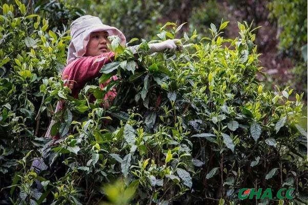 茶农采摘普洱茶需要具备什么功夫？