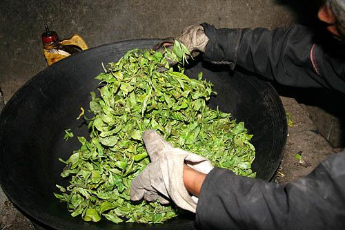 古树普洱茶制作工艺和产地