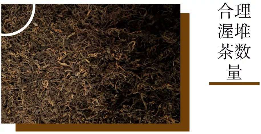 发酵普洱茶，“永明”做了十六年