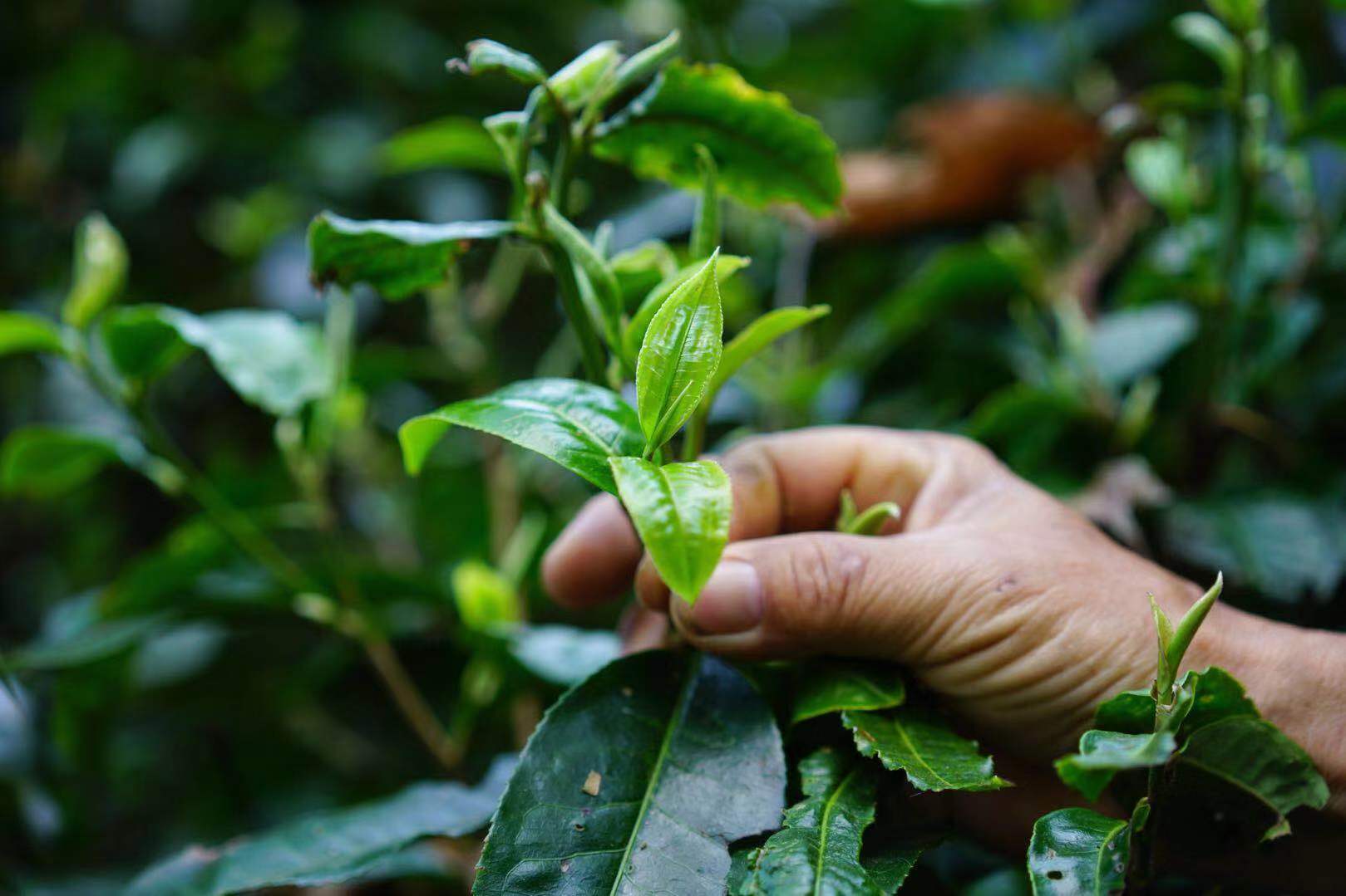 普洱茶制作工艺对茶的影响