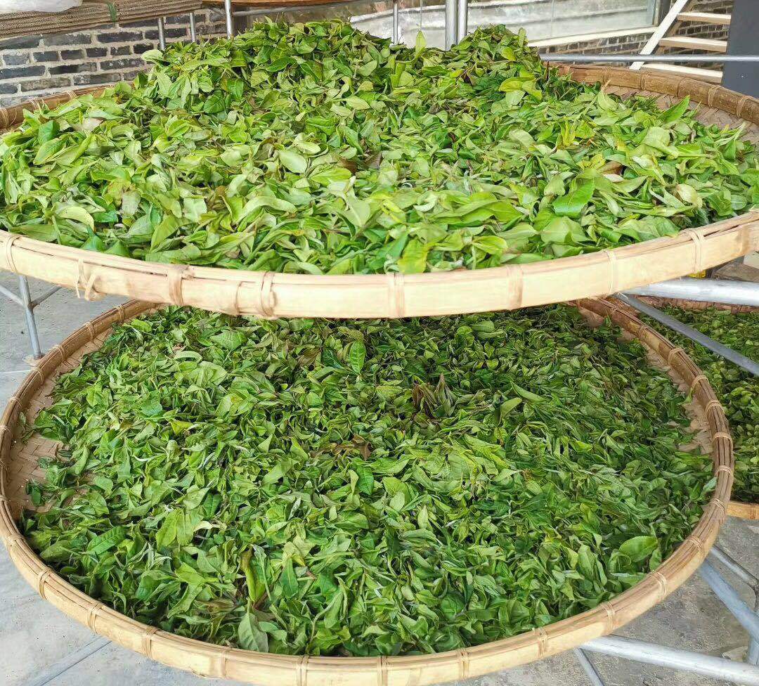 普洱茶制作工艺对茶的影响