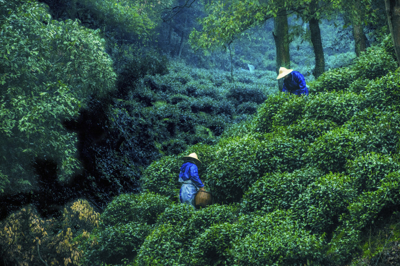 茶典|28座云南普洱茶山，不同的茶叶口感