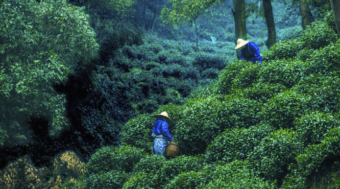 茶典|28座云南普洱茶山，不同的茶叶口感