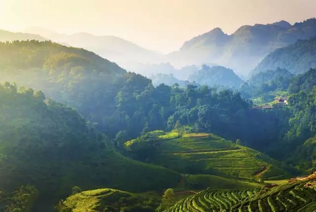 中国知名的普洱茶山