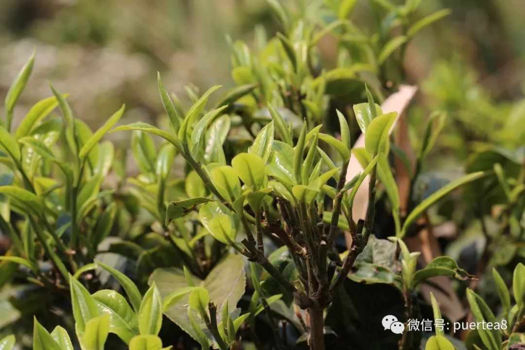 云南普洱茶四大产区的不同香型