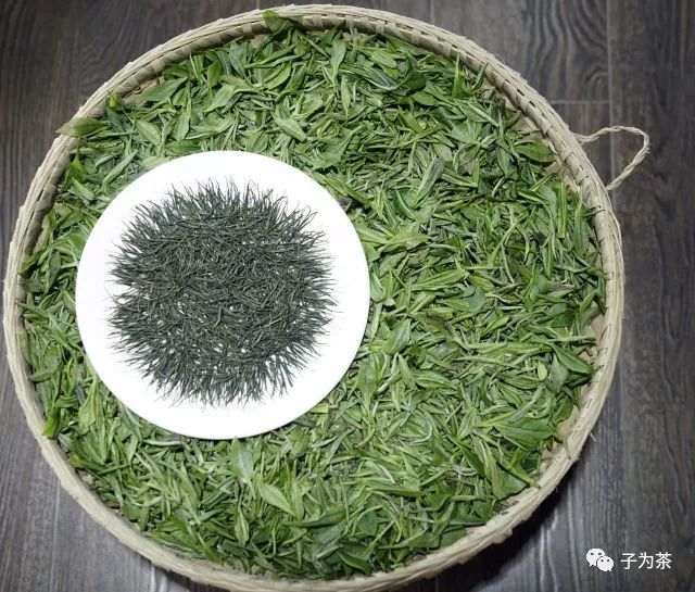 郭子涵·学茶：初识恩施玉露-松针形特种绿茶