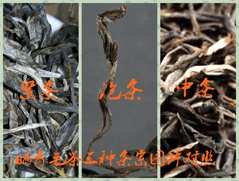 能否从干茶的外形特征辨别普洱茶的优劣？