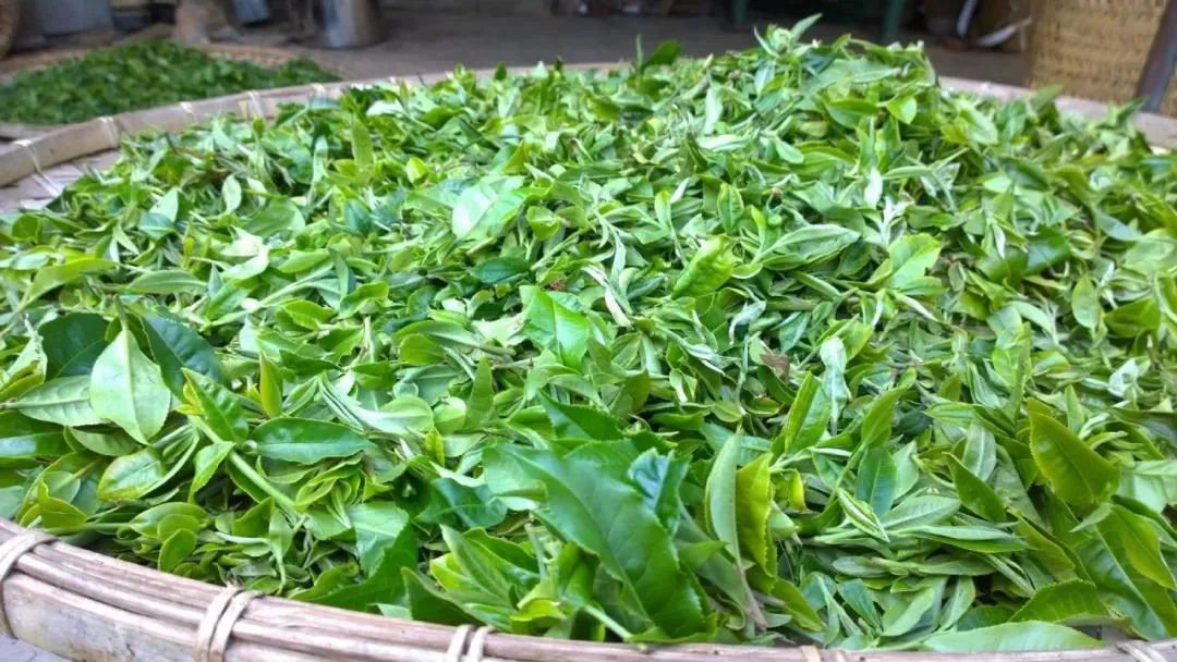 普洱茶几十元到上万元一斤，为何差距如此之大？