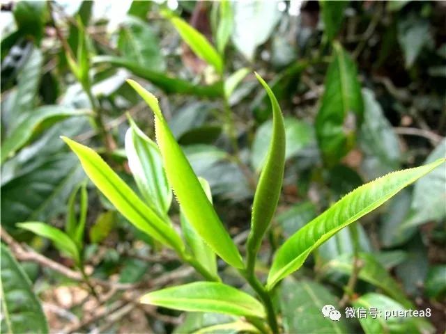 【入门干货】普洱茶鲜叶有什么与众不同的特点？