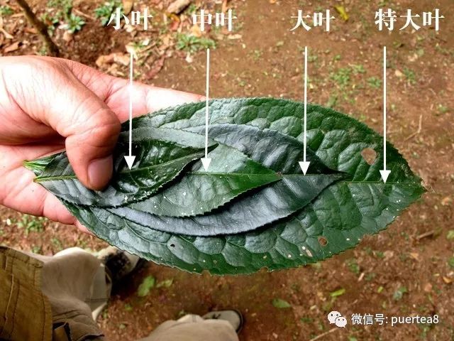 【入门干货】普洱茶鲜叶有什么与众不同的特点？